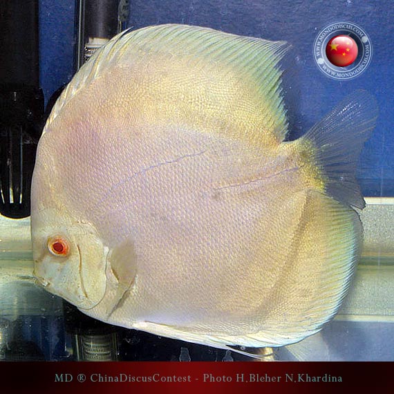 Discus Contest Shanghai - China