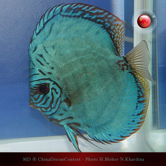 Discus Contest Shanghai - China