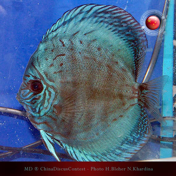 Discus Contest Shanghai - China