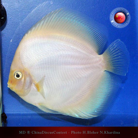 Discus Contest Shanghai - China