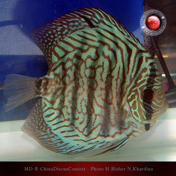 Discus Contest Shanghai - China