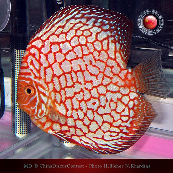 Discus Contest Shanghai - China