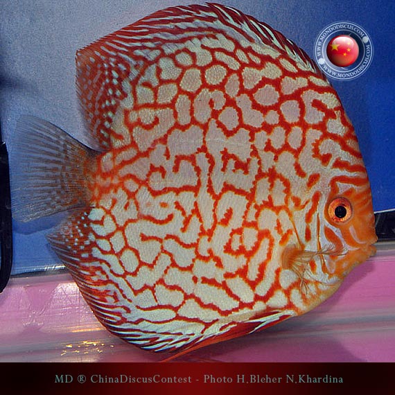 Discus Contest Shanghai - China