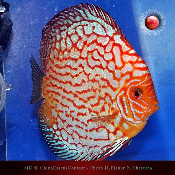 Discus Contest Shanghai - China