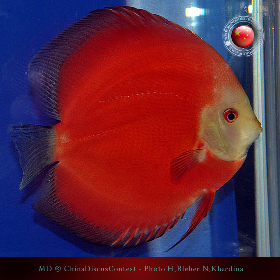 Discus Contest Shanghai - China