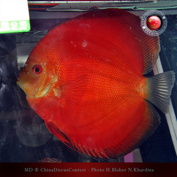 Discus Contest Shanghai - China