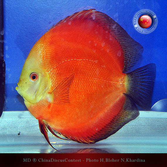 Discus Contest Shanghai - China