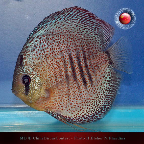 Discus Contest Shanghai - China