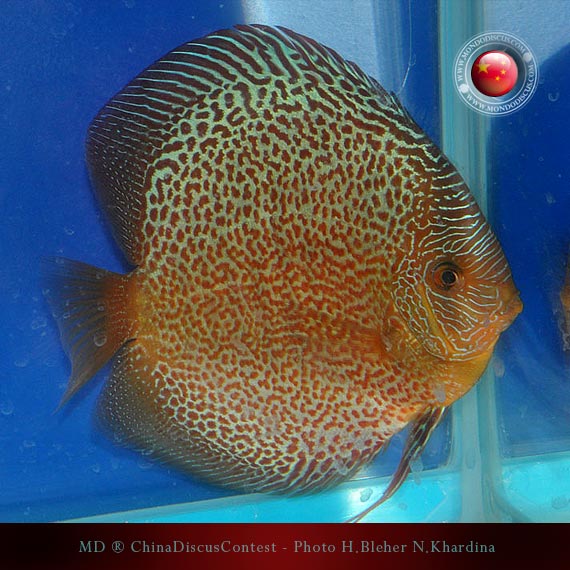 Discus Contest Shanghai - China