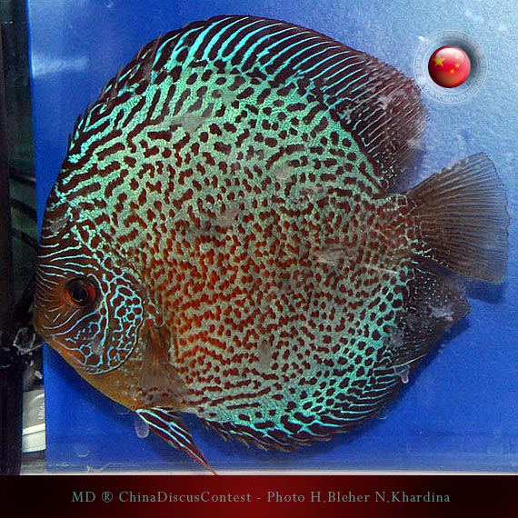 Discus Contest Shanghai - China