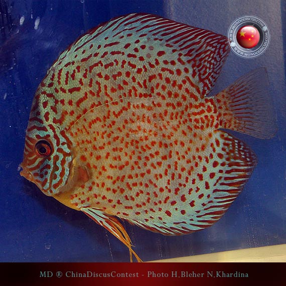 Discus Contest Shanghai - China