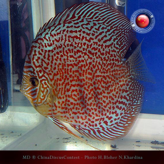 Discus Contest Shanghai - China