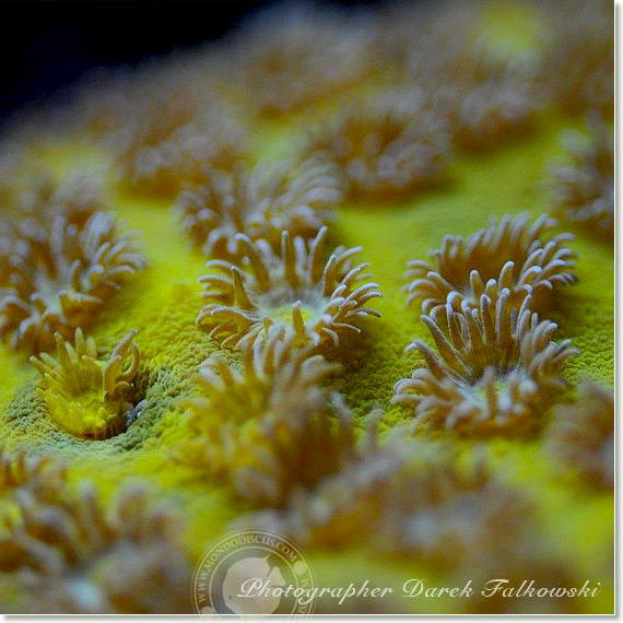 Foto acquario marino