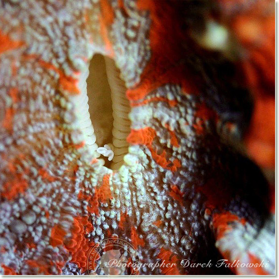 Foto acquario marino