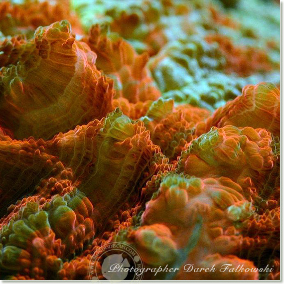 Foto acquario marino