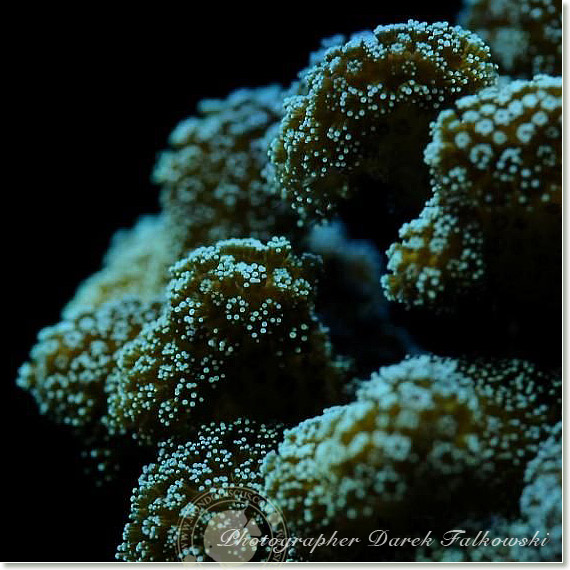 Foto acquario marino