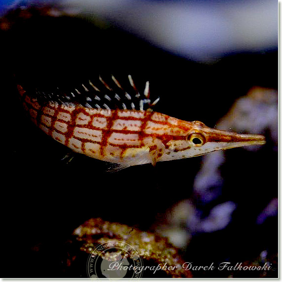 Foto acquario marino