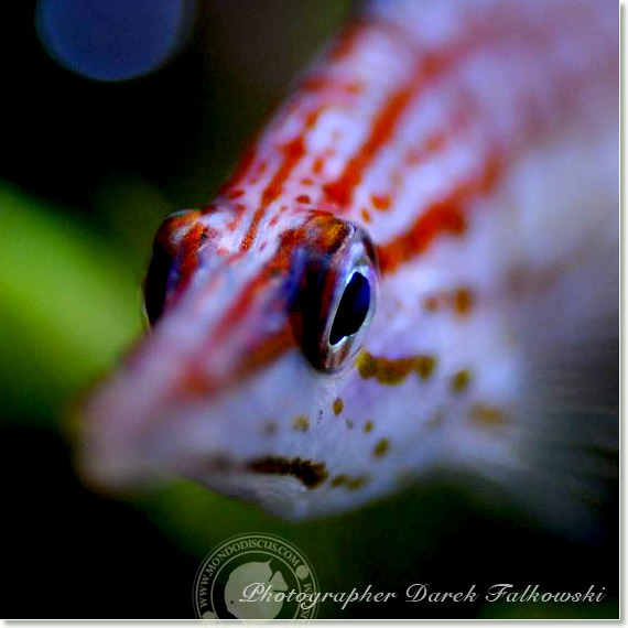 Foto acquario marino