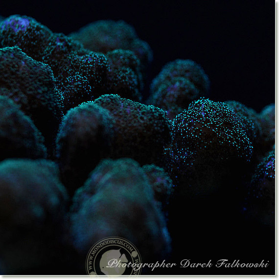 Foto acquario marino