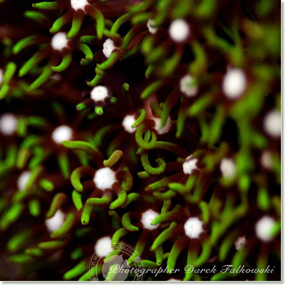 Foto acquario marino