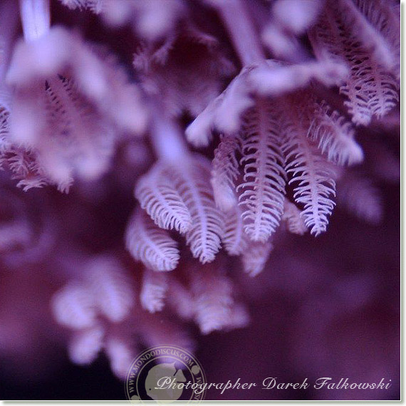 Foto acquario marino
