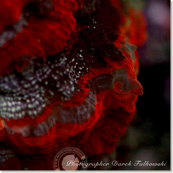 Foto acquario marino