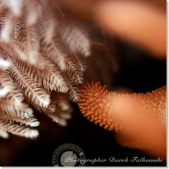 Foto acquario marino