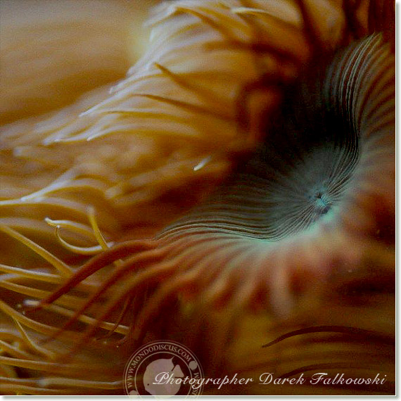 Foto acquario marino