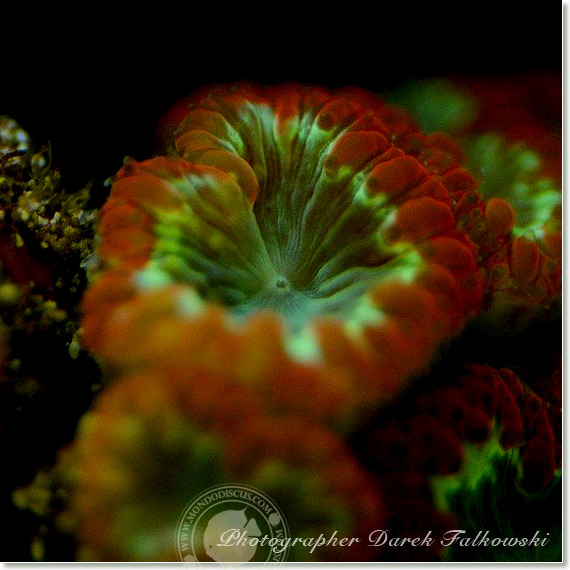 Foto acquario marino