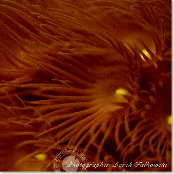 Foto acquario marino