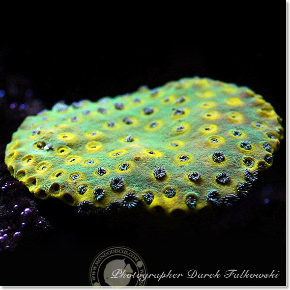 Foto acquario marino