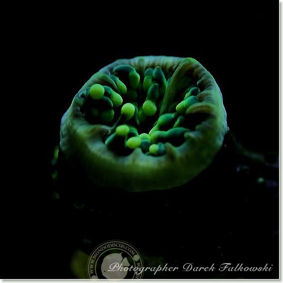 Foto acquario marino