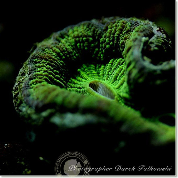 Foto acquario marino