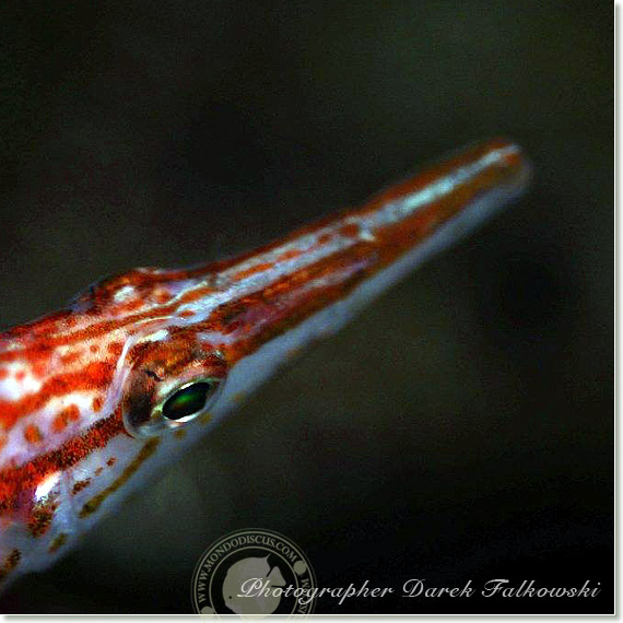 Foto acquario marino