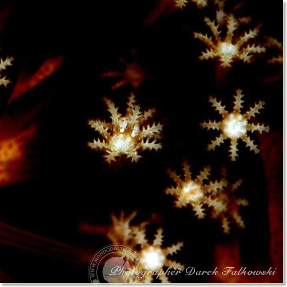 Foto acquario marino