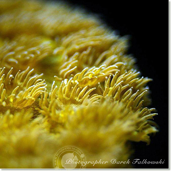 Foto acquario marino