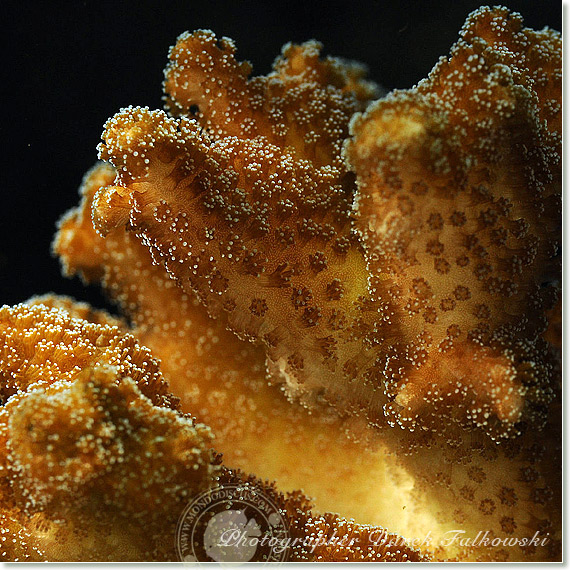 Foto acquario marino