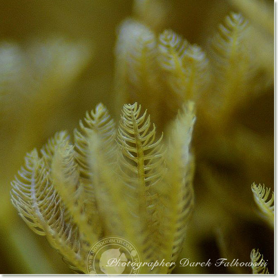 Foto acquario marino