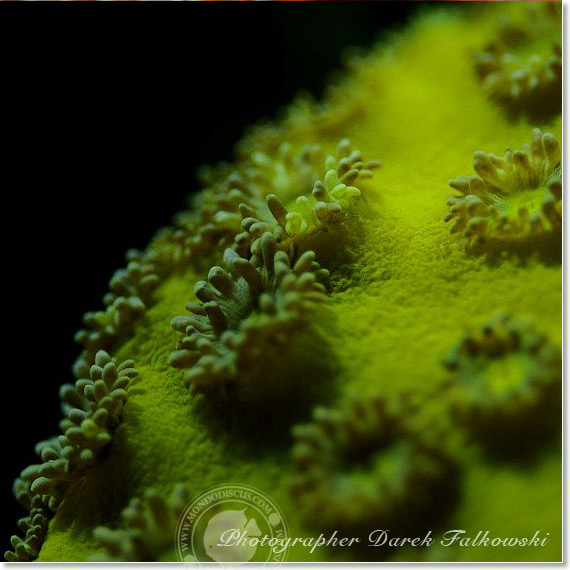 Foto acquario marino