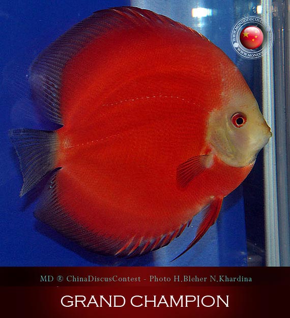 Discus Contest Shanghai - China