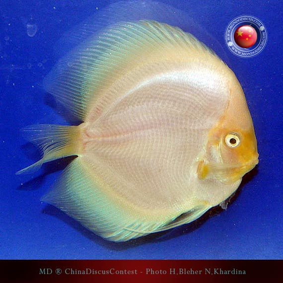 Discus Contest Shanghai - China