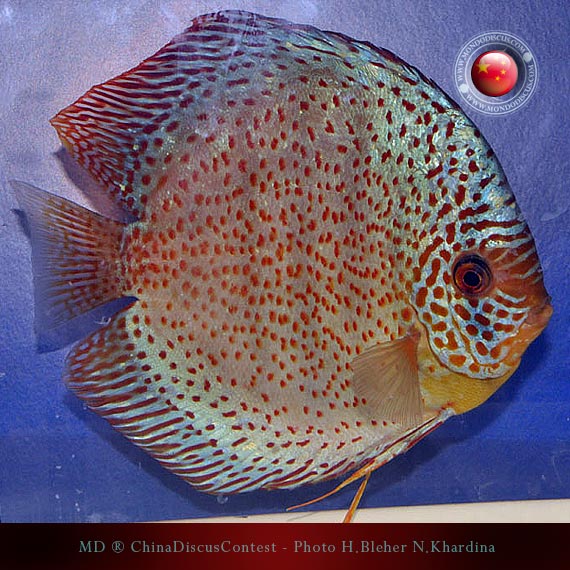 Discus Contest Shanghai - China