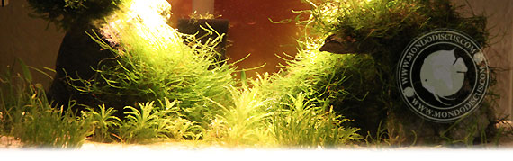 Il caridinaio di Francesco Barba