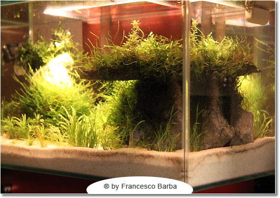 Il caridinaio di Francesco Barba