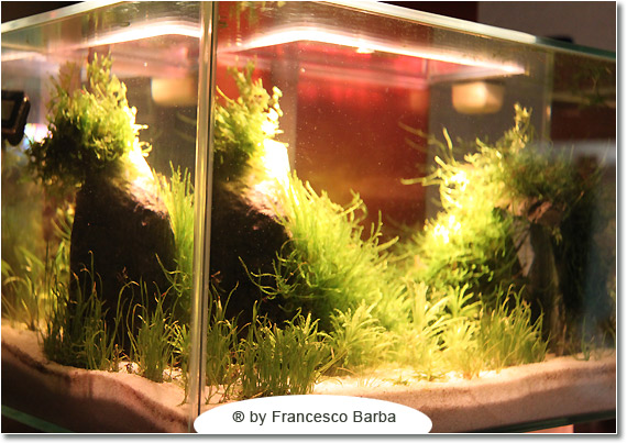 Il caridinaio di Francesco Barba