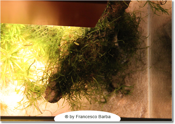 Il caridinaio di Francesco Barba