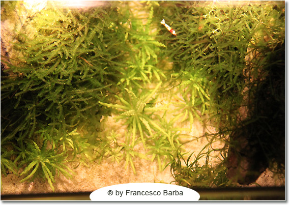 Il caridinaio di Francesco Barba