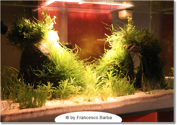 Il caridinaio di Francesco Barba