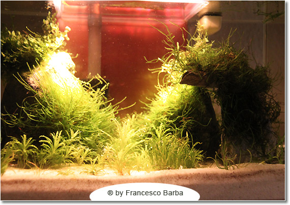 Il caridinaio di Francesco Barba