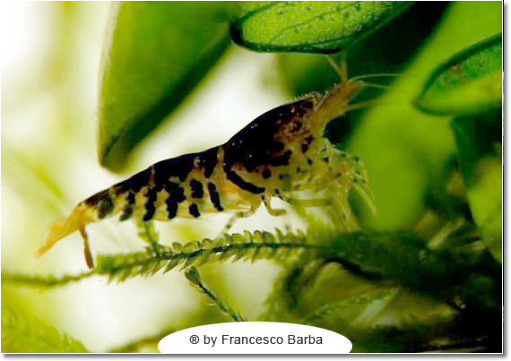 Il caridinaio di Francesco Barba